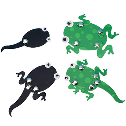 Frog Metamorphosis