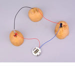 Fruit-Powered Clock STEM Kit – Electricity & Circuits